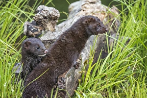 Images Dated 28th June 2013: USA, Minnesota, Sandstone, Minnesota Wildlife Connection. Two mink kits on log