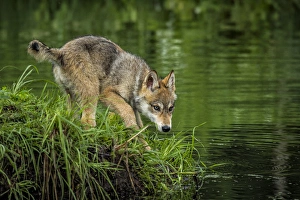 Images Dated 29th June 2013: USA, Minnesota, Sandstone, Minnesota Wildlife Connection