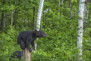 Images Dated 29th June 2013: USA, Minnesota, Sandstone, Minnesota Wildlife Connection