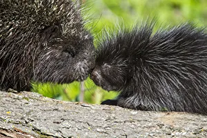 Sandstone Prints: USA, Minnesota, Sandstone, Porcupine Mother and Baby