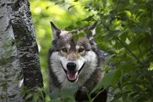 USA, Minnesota, Sandstone, Wolf