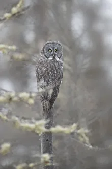 Prints of USA, Minnesota, Sax-Zim Bog. Great gray owl on tree branch on foggy winter morning. Credit as: Don Grall / Jaynes Gallery / DanitaDelimont.com Images Dated 2019 January: USA, Minnesota, Sax-Zim Bog. Great gray owl on tree branch on foggy winter morning