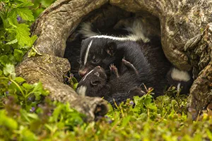 Pine County Prints: USA, Minnesota, striped skunk, mother and kit in log, captive