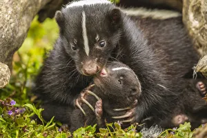 Images Dated 14th July 2020: USA, Minnesota, striped skunk, mother and kit in log, captive