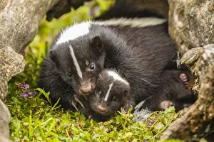 USA, Minnesota, striped skunk, mother and kit in log, captive