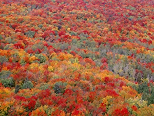 Hardwood Prints: USA, Minnesota, Superior National Forest, Spectacular autumn colors of northern hardwood