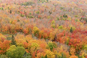 Minnesota Prints: USA, Minnesota, Superior National Forest