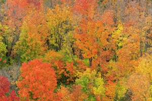 Minnesota Prints: USA, Minnesota, Superior National Forest