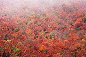 Minnesota Prints: USA, Minnesota, Superior National Forest