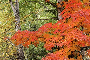 Minnesota Prints: USA, Minnesota, Superior National Forest