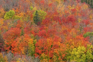 Minnesota Prints: USA, Minnesota, Superior National Forest