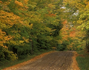 Images Dated 29th February 2008: USA, Minnesota, Superior National Forest, Fall Colors