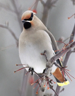USA, Minnesota, Walker, Back Yard, Cedar Wax Wing