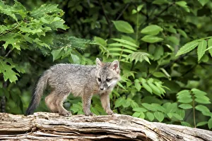 Minnesota Prints: USA, Minnesota Wildlife Connection