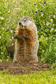 Pine County Prints: USA, Minnesota, woodchuck eating, captive