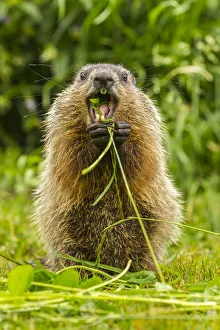 Pine County Prints: USA, Minnesota, woodchuck, eating, teeth, captive