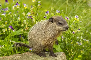 Pine County Prints: USA, Minnesota, woodchuck kit, captive