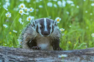 Minnesota Prints: USA, Minnesota. Young captive badger peers over log