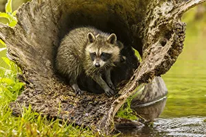Pine County Prints: USA, Minnesota, young raccoon in log, captive
