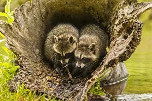 Pine County Prints: USA, Minnesota, young raccoons in log, captive
