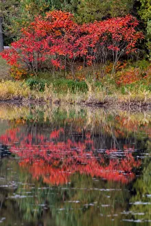 Peter Hawkins Prints: USA, Minnsota, Duluth, Fall Color