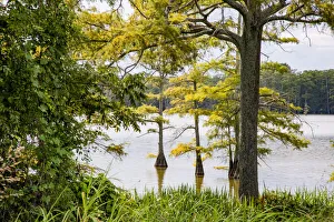 Landscape-Scenic Prints: USA, Mississippi. Mississippi River Basin, cypress in Beaverdam Lake