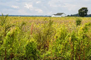 USA, Mississippi. Mississippi River Basin, field between Evansville and Savage