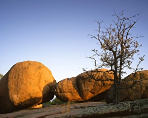 USA, Missouri, Elephant Rocks State Park, Oak and boulder