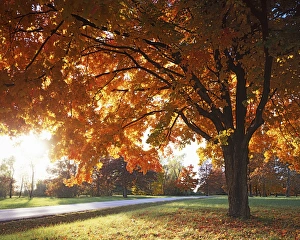 Sugar Maple Prints: USA, Missouri, Jackson County, Fleming Park, Sugar Maple