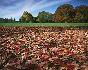 USA, Missouri, Kansas City, Autumn in Loose Park