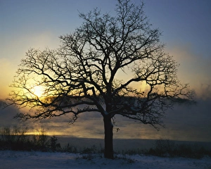Black Oak Prints: USA, Missouri, Lake Jacomo, Black Oak