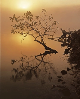 Ozark Prints: USA, Missouri, Lake of the Ozarks, Buttonbush at dawn
