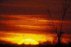 USA, Missouri. Large flock of blackbirds silhouetted at sunset