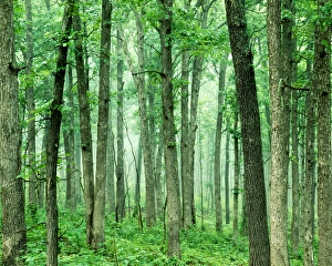 Images Dated 2nd June 2010: USA, Missouri, Mark Twain National Forest, Oak Forest