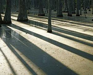 USA, Missouri, Mark Twain National Forest, Water Tupelo wetland