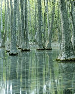 USA, Missouri, Mark Twain National Forest, Water Tupelo Swamp