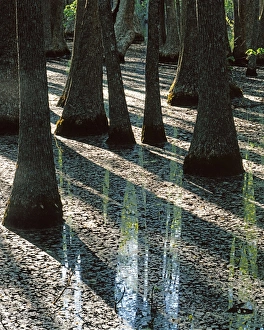 Images Dated 2nd June 2010: USA, Missouri, Mark Twain National Forest, Water Tupelo trees