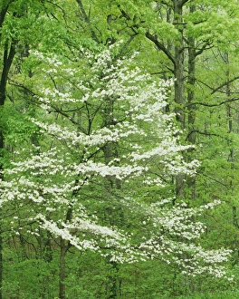 USA, Missouri, Mark Twain National Forest, Flowering Dogwood, Irish Wilderness