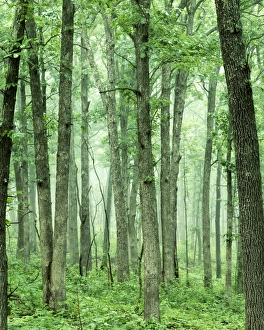 USA, Missouri, Mark Twain National Forest, Oak Forest