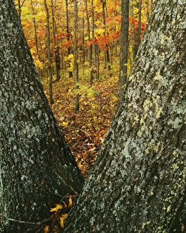 USA, Missouri, Mark Twain National Forest, Autumn forest