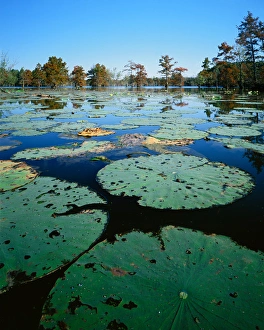 USA, Missouri, Otter Slough, American Lotus