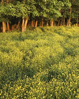 Buttercup Prints: USA, Missouri, Ripley County, Buttercup field at sunset