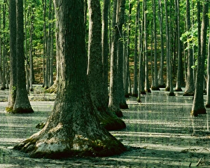 Tupelo Prints: USA, Missouri, Ripley County, Water Tupelo swamp