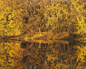 Missouri Prints: USA, Missouri, Shoal Creek, Fall reflections