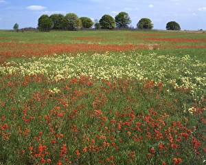 USA, Missouri, Taberville Prairie Natural Area, Indian Paintbrush meadow