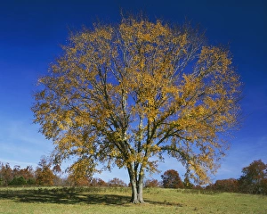 USA, Missouri, Texas County, American Elm