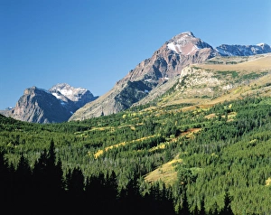 Geography Prints: USA, Montana, Aspen trees in autumn among pine forest