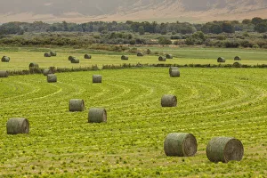 Images Dated 27th August 2018: Usa, Montana. Bales, or Rounds, of hay in a field that has just been harvested