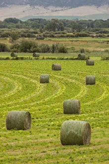 Images Dated 27th August 2018: USA, Montana. Bales, or Rounds, of hay in a field that has just been harvested