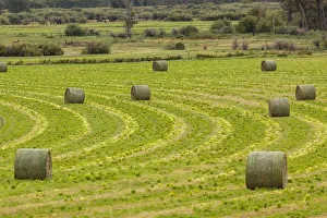 Images Dated 2018 August: USA, Montana. Bales, or Rounds, of hay in a field that has just been harvested